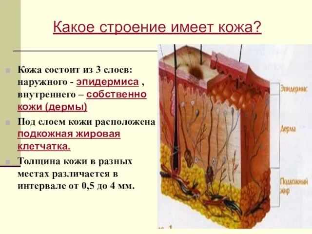 Кожа состоит из 3 слоев: наружного - эпидермиса , внутреннего – собственно