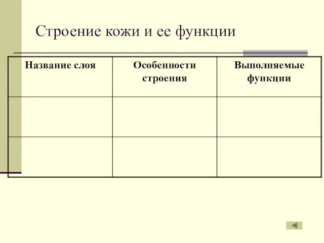 Строение кожи и ее функции