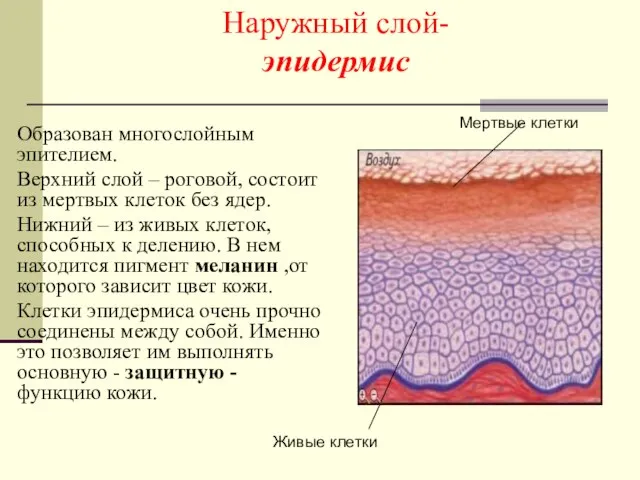 Наружный слой- эпидермис Образован многослойным эпителием. Верхний слой – роговой, состоит из