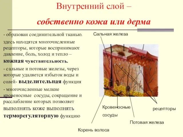 - образован соединительной тканью. здесь находятся многочисленные рецепторы, которые воспринимают давление, боль,