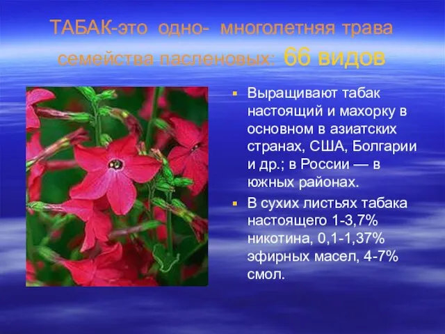 ТАБАК-это одно- многолетняя трава семейства пасленовых: 66 видов Выращивают табак настоящий и