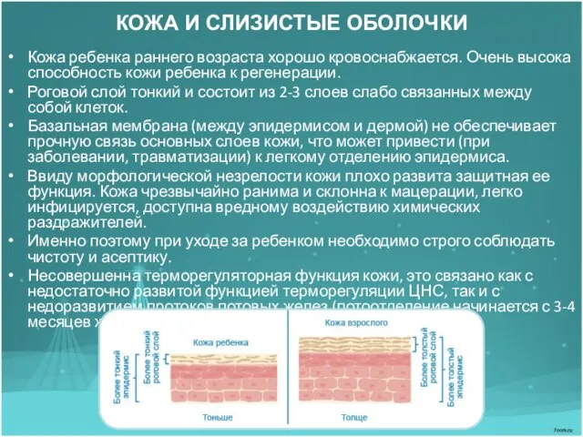 КОЖА И СЛИЗИСТЫЕ ОБОЛОЧКИ Кожа ребенка раннего возраста хорошо кровоснабжается. Очень высока