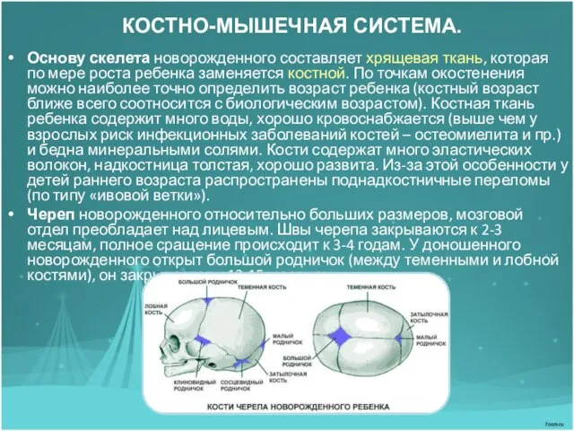 КОСТНО-МЫШЕЧНАЯ СИСТЕМА. Основу скелета новорожденного составляет хрящевая ткань, которая по мере роста