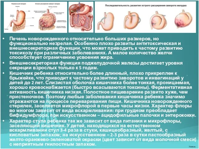 Печень новорожденного относительно больших размеров, но функционально незрелая. Особенно плохо развиты антитоксическая