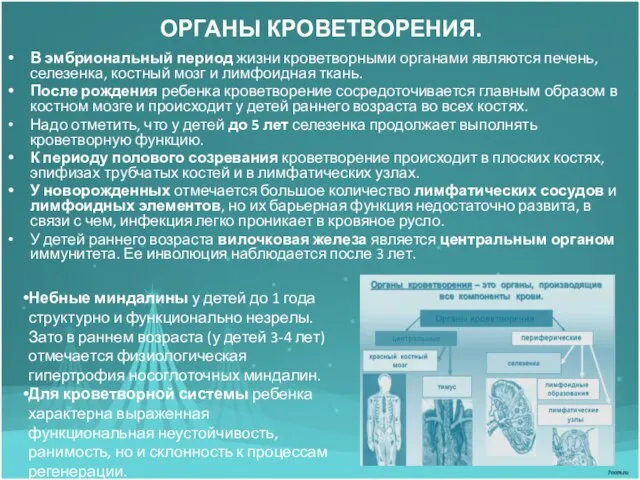 ОРГАНЫ КРОВЕТВОРЕНИЯ. В эмбриональный период жизни кроветворными органами являются печень, селезенка, костный