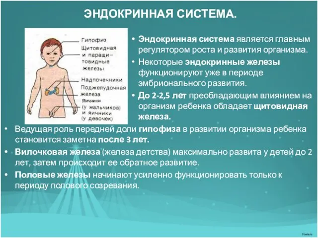 ЭНДОКРИННАЯ СИСТЕМА. Эндокринная система является главным регулятором роста и развития организма. Некоторые