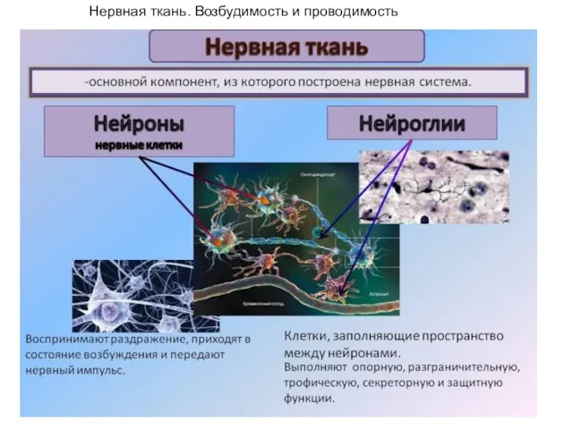 Нервная ткань. Возбудимость и проводимость