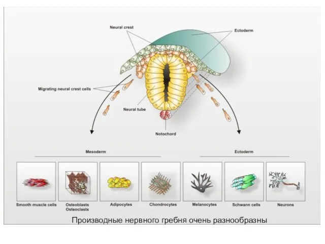 Производные нервного гребня очень разнообразны