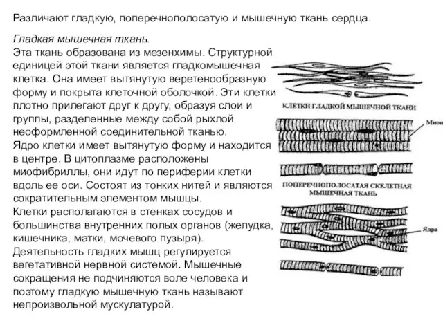 Различают гладкую, поперечнополосатую и мышечную ткань сердца. Гладкая мышечная ткань. Эта ткань