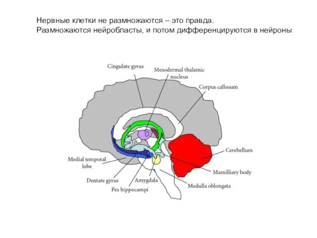 Нервные клетки не размножаются – это правда. Размножаются нейробласты, и потом дифференцируются в нейроны