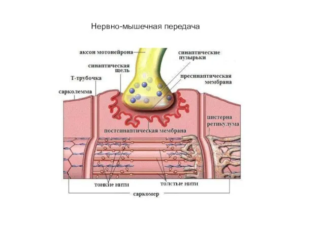 Нервно-мышечная передача