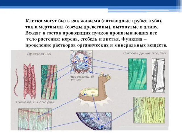 Клетки могут быть как живыми (ситовидные трубки луба), так и мертвыми (сосуды