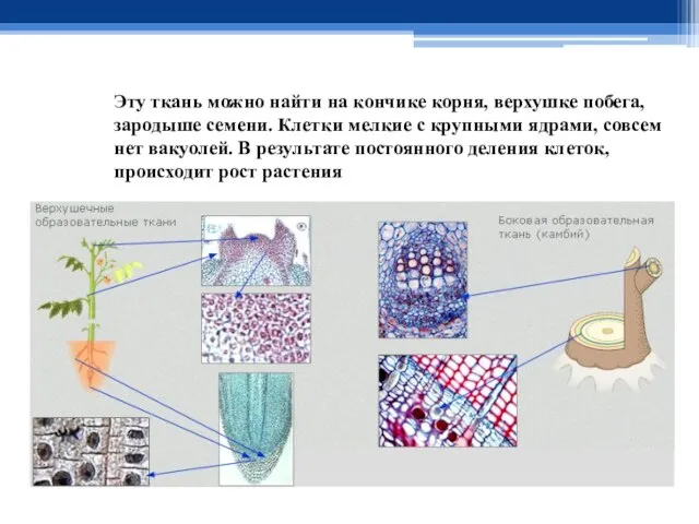 Образовательные ткани Эту ткань можно найти на кончике корня, верхушке побега, зародыше