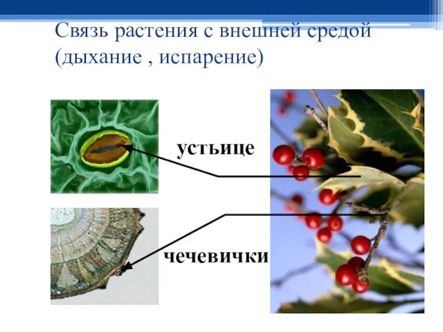 Связь растения с внешней средой (дыхание , испарение) чечевички устьице