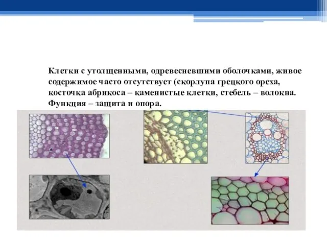 Клетки с утолщенными, одревесневшими оболочками, живое содержимое часто отсутствует (скорлупа грецкого ореха,