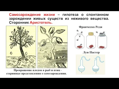 Самозарождение жизни – гипотеза о спонтанном зарождении живых существ из неживого вещества. Сторонник Аристотель.