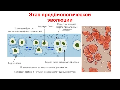 Этап предбиологической эволюции