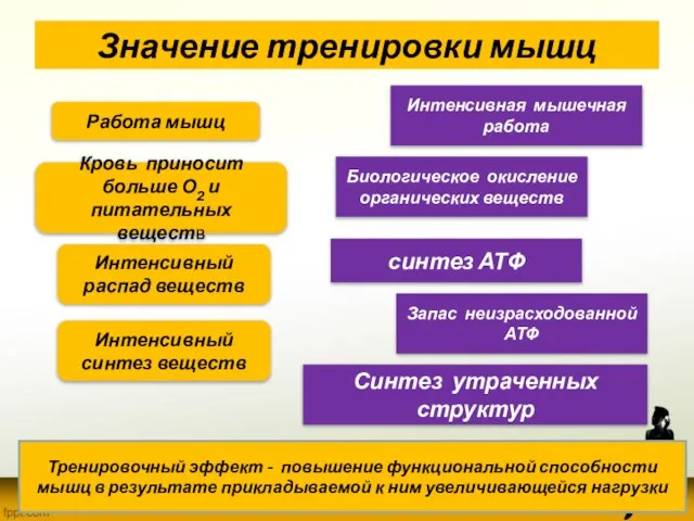 Значение тренировки мышц Работа мышц Кровь приносит больше О2 и питательных веществ