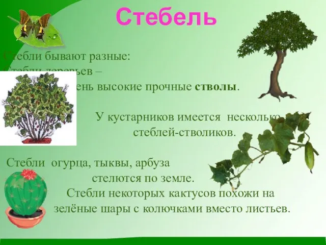 Стебли бывают разные: Стебли деревьев – очень высокие прочные стволы. У кустарников