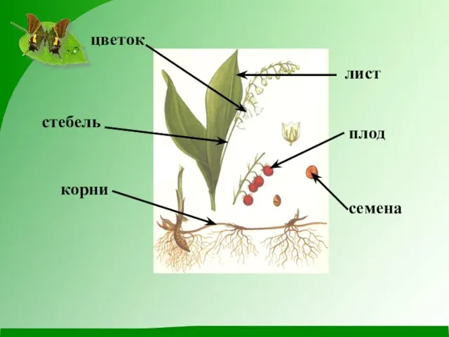 цветок стебель корни лист плод семена