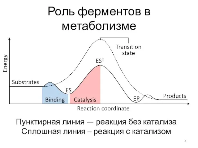 Роль ферментов в метаболизме Пунктирная линия — реакция без катализа Сплошная линия – реакция с катализом