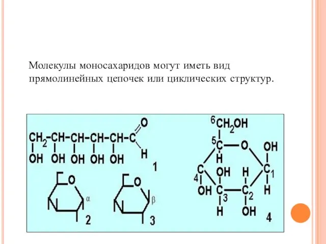 Молекулы моносахаридов могут иметь вид прямолинейных цепочек или циклических структур.