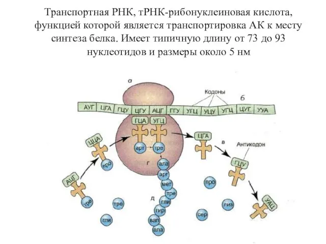 Транспортная РНК, тРНК-рибонуклеиновая кислота, функцией которой является транспортировка АК к месту синтеза
