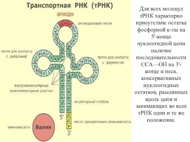 Для всех молекул тРНК характерно присутствие остатка фосфорной к-ты на 5'-конце нуклеотидной