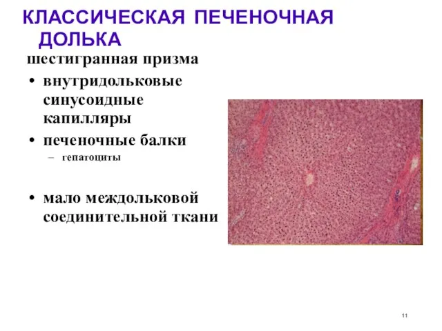 КЛАССИЧЕСКАЯ ПЕЧЕНОЧНАЯ ДОЛЬКА шестигранная призма внутридольковые синусоидные капилляры печеночные балки гепатоциты мало междольковой соединительной ткани