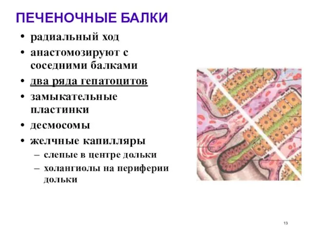 ПЕЧЕНОЧНЫЕ БАЛКИ радиальный ход анастомозируют с соседними балками два ряда гепатоцитов замыкательные