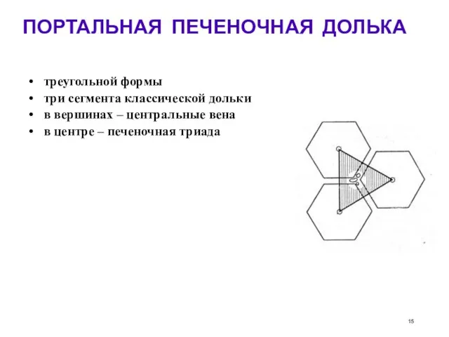 ПОРТАЛЬНАЯ ПЕЧЕНОЧНАЯ ДОЛЬКА треугольной формы три сегмента классической дольки в вершинах –