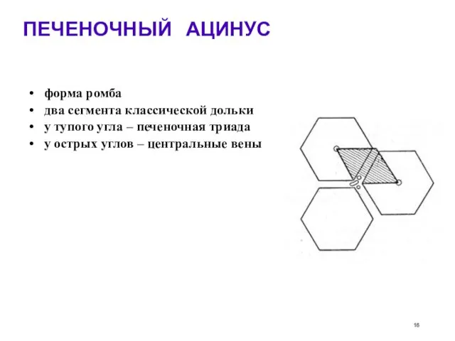 ПЕЧЕНОЧНЫЙ АЦИНУС форма ромба два сегмента классической дольки у тупого угла –