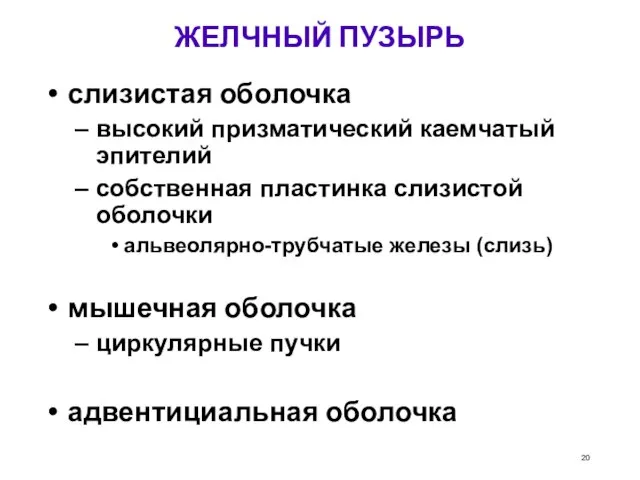 ЖЕЛЧНЫЙ ПУЗЫРЬ слизистая оболочка высокий призматический каемчатый эпителий собственная пластинка слизистой оболочки