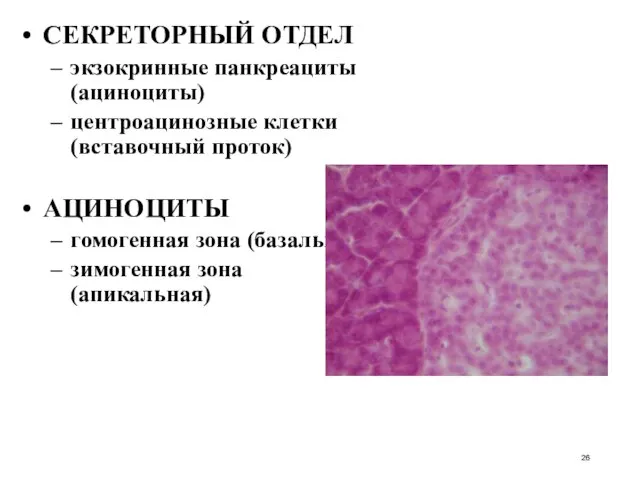 СЕКРЕТОРНЫЙ ОТДЕЛ экзокринные панкреациты (ациноциты)‏ центроацинозные клетки (вставочный проток)‏ АЦИНОЦИТЫ гомогенная зона (базальная)‏ зимогенная зона (апикальная)‏