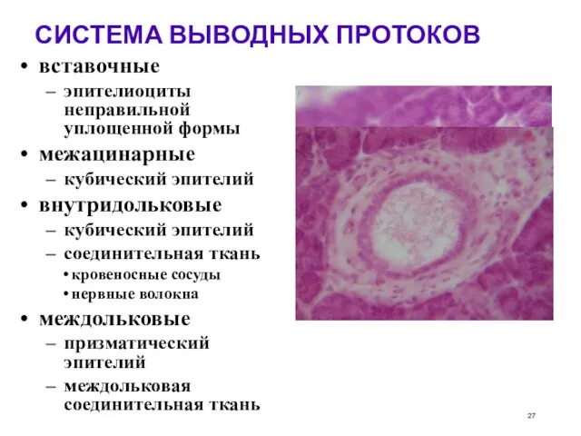 СИСТЕМА ВЫВОДНЫХ ПРОТОКОВ вставочные эпителиоциты неправильной уплощенной формы межацинарные кубический эпителий внутридольковые