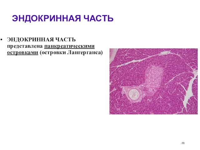 ЭНДОКРИННАЯ ЧАСТЬ ЭНДОКРИННАЯ ЧАСТЬ представлена панкреатическими островками (островки Лангерганса)‏