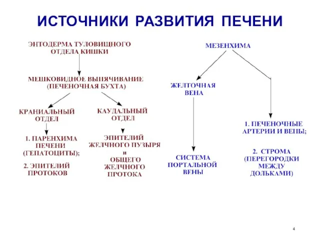 ИСТОЧНИКИ РАЗВИТИЯ ПЕЧЕНИ