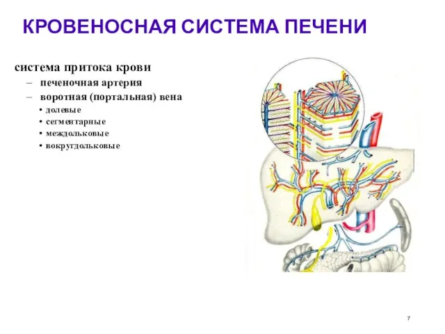 КРОВЕНОСНАЯ СИСТЕМА ПЕЧЕНИ система притока крови печеночная артерия воротная (портальная) вена долевые сегментарные междольковые вокругдольковые