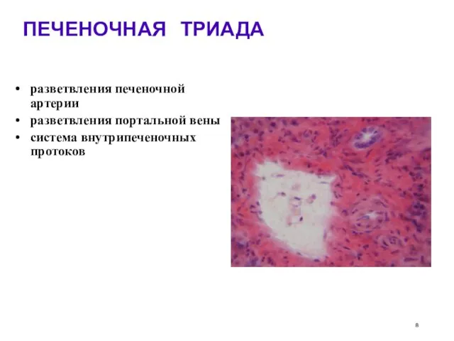 ПЕЧЕНОЧНАЯ ТРИАДА разветвления печеночной артерии разветвления портальной вены система внутрипеченочных протоков