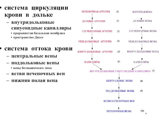 система циркуляции крови в дольке внутридольковые синусоидные капилляры прерывистая базальная мембрана пространство