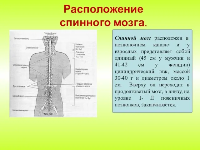 Расположение спинного мозга. Спинной мозг расположен в позвоночном канале и у взрослых