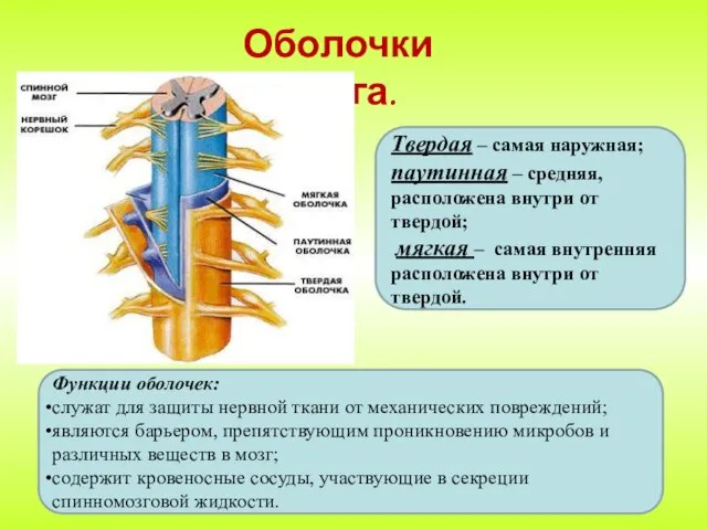 Оболочки мозга. Твердая – самая наружная; паутинная – средняя, расположена внутри от