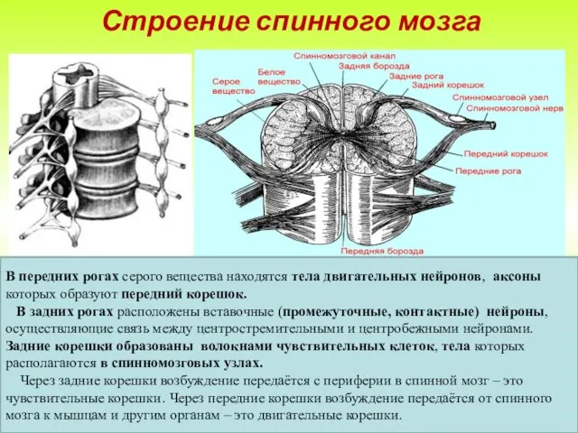 Строение спинного мозга В передних рогах серого вещества находятся тела двигательных нейронов,