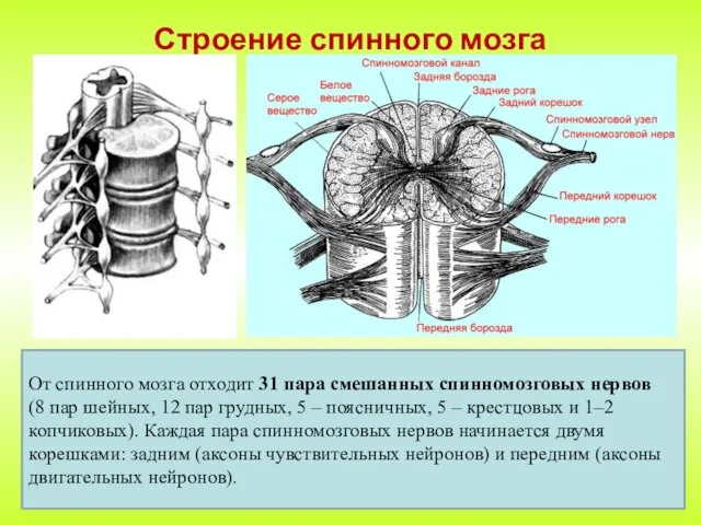 Строение спинного мозга От спинного мозга отходит 31 пара смешанных спинномозговых нервов