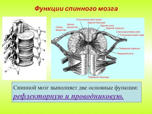 Функции спинного мозга Спинной мозг выполняет две основные функции: рефлекторную и проводниковую.