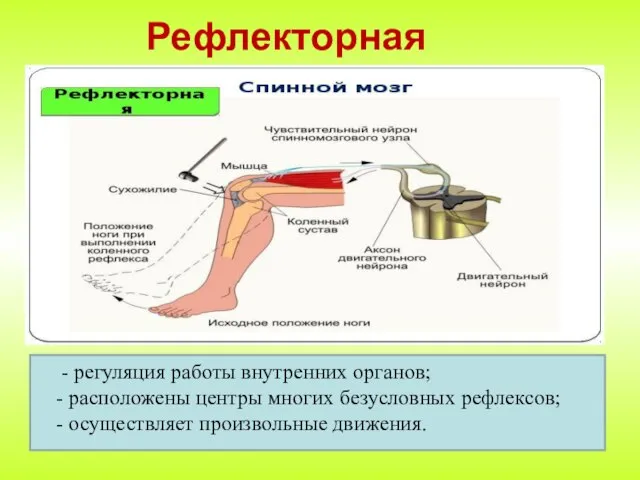 Рефлекторная функция - регуляция работы внутренних органов; - расположены центры многих безусловных