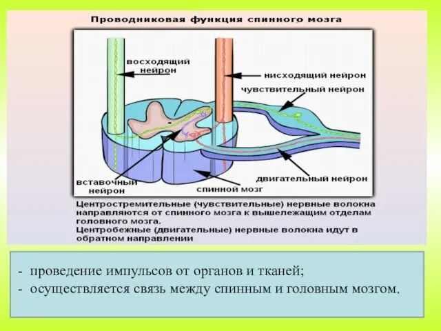 - проведение импульсов от органов и тканей; - осуществляется связь между спинным и головным мозгом.