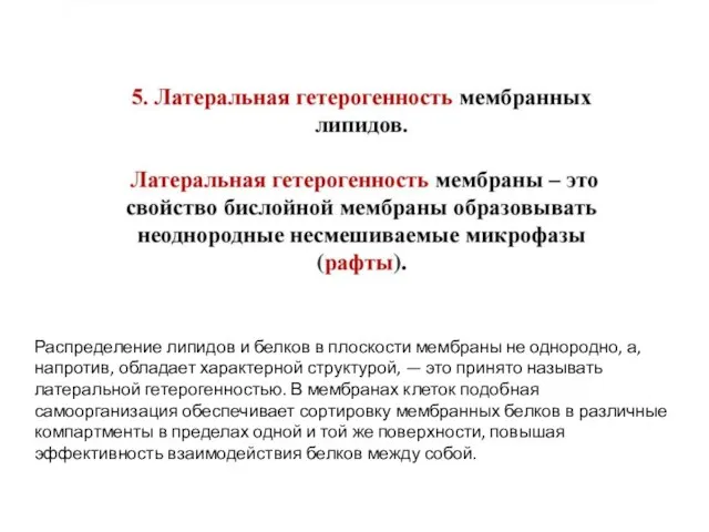 Распределение липидов и белков в плоскости мембраны не однородно, а, напротив, обладает