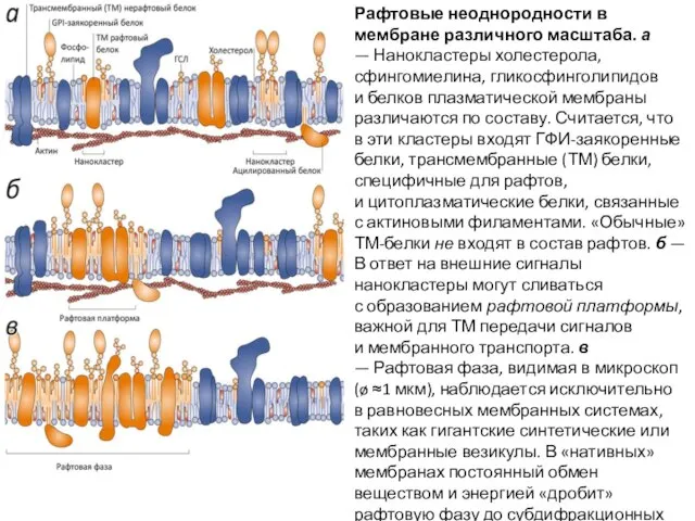 Рафтовые неоднородности в мембране различного масштаба. а — Нанокластеры холестерола, сфингомиелина, гликосфинголипидов