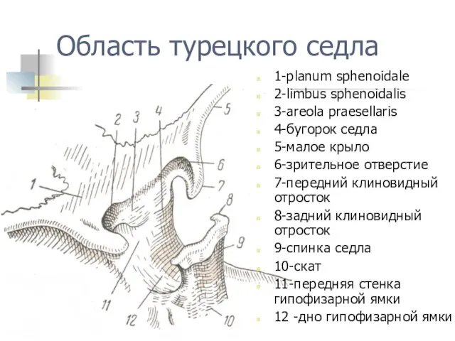 Область турецкого седла 1-planum sphenoidale 2-limbus sphenoidalis 3-areola praesellaris 4-бугорок седла 5-малое